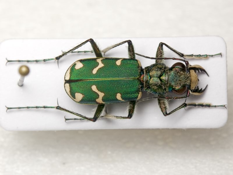 Cicindela soluta Dejean, 1822